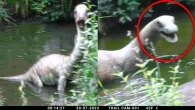 What They Captured on Camera Shocked the Whole World