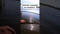 Ловлю карасей на резинку по три штуки за раз