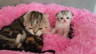 Маленький котенок не понимает почему Мама Кошка сегодня уделяет ему мало внимания