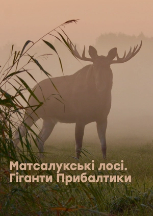 Матсалукські лосі. Гіганти Прибалтики