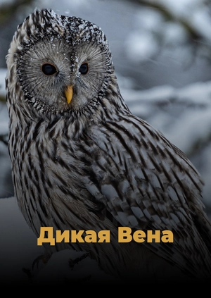 Дикая Вена