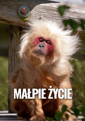 Małpie życie