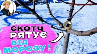 ОБЕРЕЖНО! ЙДУТЬ МОРОЗИ! Рятуємо Молоді Дерева: Захист від Лютневих Морозів ️