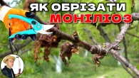МОНІЛІОЗ. Як Обрізати Хворі Гілки Щоб Хвороба Зупинилась!