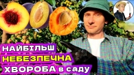 ВІРУСИ В САДУ: Як Врятувати Плодові Дерева від Інфекцій?