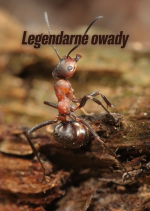 Legendarne owady