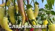 Урожайный перец в сезоне 2025.