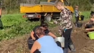 Толока. Весело копаем картофель.