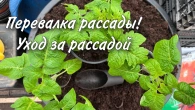 Перевалка рассады томатов гномов. 2023