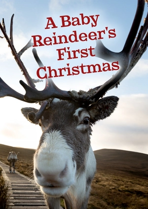 A Baby Reindeer's First Christmas