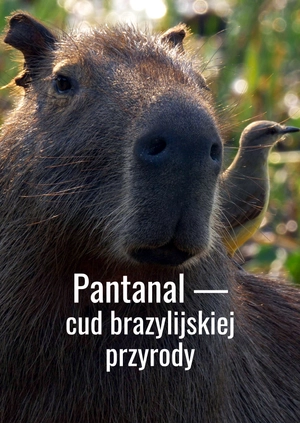 Pantanal — cud brazylijskiej przyrody