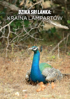 Dzika Sri Lanka: kraina lampartów