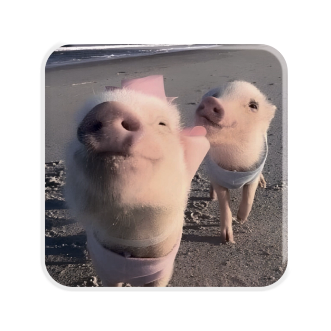 3D стікер «Piggy selfie»