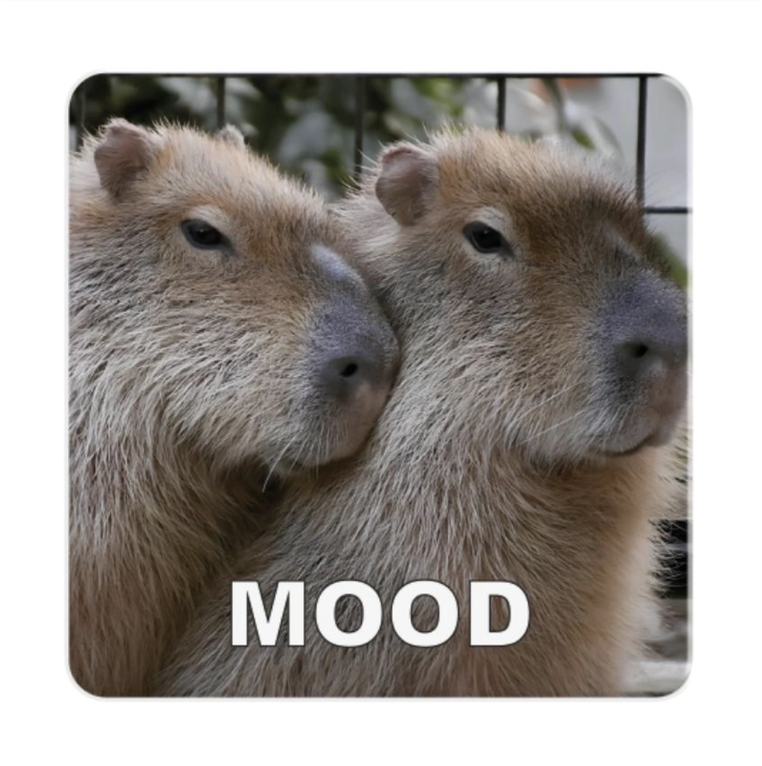 3D стікер «Kapibara mood»