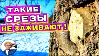 Как правильно делать большие срезы на дереве для быстрого заживления