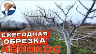 КАК ОБРЕЗАТЬ АБРИКОС Легко, Урожайно, Доступно Для Новичка и Любого Возраста Дерева