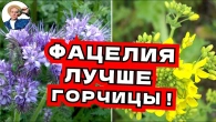 ВСЕ О СИДЕРАТАХ, КАК ВЫБРАТЬ, КОГДА СЕЯТЬ ОСЕНЬЮ, ФАЦЕЛИЯ ЛУЧШЕ ЧЕМ ГОРЧИЦА?!