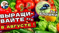 ЭТИ ОВОЩИ СЕЮТ В АВГУСТЕ и БЛОШКА НЕ ВРЕДИТ!