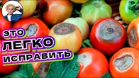 Вершинная ГНИЛЬ ТОМАТОВ: симптомы и лечение
