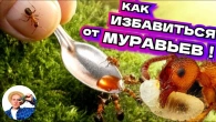 КАК ИЗБАВИТЬСЯ ОТ МУРАВЬЕВ НАВСЕГДА? Корейский метод