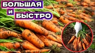 Самая лучшая подкормка для моркови и лука доступная всем!