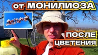 После цветения обработать абрикос ВОТ ТАК и он не заболеет !