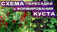 Как правильно пересадить смородину и формировать куст для крупных ягод!