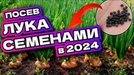 Как посеять лук семенами и получить огромный урожай?
