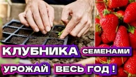 Когда и как сажать клубнику на рассаду, чтобы получить урожай уже в этом сезоне