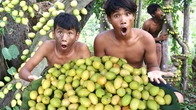 Feast like a King: Jujube Dining Extravaganza! Unleashing the Best Picks and Tasting Delights