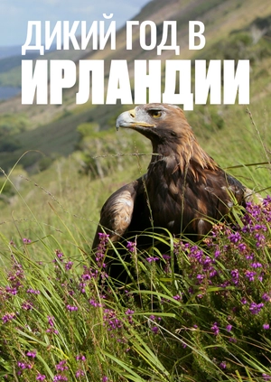 Дикий год в Ирландии
