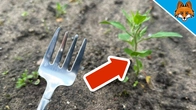 The (Sadly Secret) Fork Trick for your Weeds(Awesome)