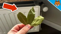 Put THESE Leaves on the Radiator and WATCH WHAT HAPPENS(Genius Trick)