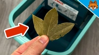 The (sadly secret) Trick with 3 Leaves in the Wiping Water(AMAZING Trick)