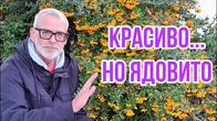 Серія 619