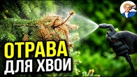 Обработка хвойных весной и летом: ЭТИ РАСТВОРЫ УБИВАЮТ ВАШУ ХВОЮ