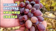 Кишмиш Сказка до поздней осени.