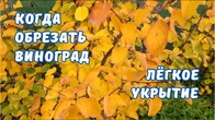Когда обрезать виноград ? Лучшее укрытие винограда.
