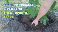 Посадка винограда черенками. Хитрый полив винограда.