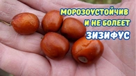 Саженцы Зизифуса, Вы просили.