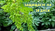 Обработка виноградника химпрепаратами по завязи.