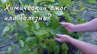 Опасное повреждение листьев винограда, ЧТО ДЕЛАТЬ.