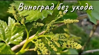 Каким будет виноградный куст без ухода ?