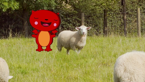 Kiku at the Farm