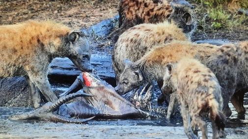 Episode 3. Cheetah's Burning Plains