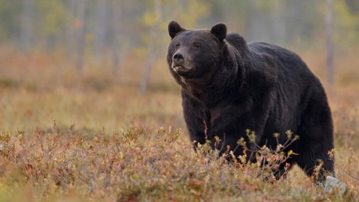 Bear