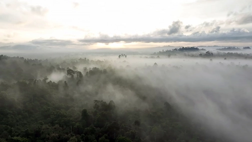 Borneo: The Miraculous Forest