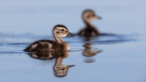 Wings Over Water