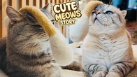 FUNNY CATS CUTE LITTLE KITTEN ADVENTURE - FUN REAL CAT A SEARCH BEST PET TOYS WITH DAD #29