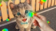 Little Kitten Preschool Adventure Educational Games -Play Fun Cute Kitten Pet Care Learning Gameplay